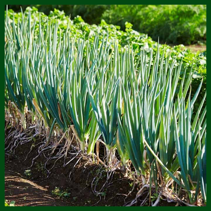 Bunching Onion – Plant-sq