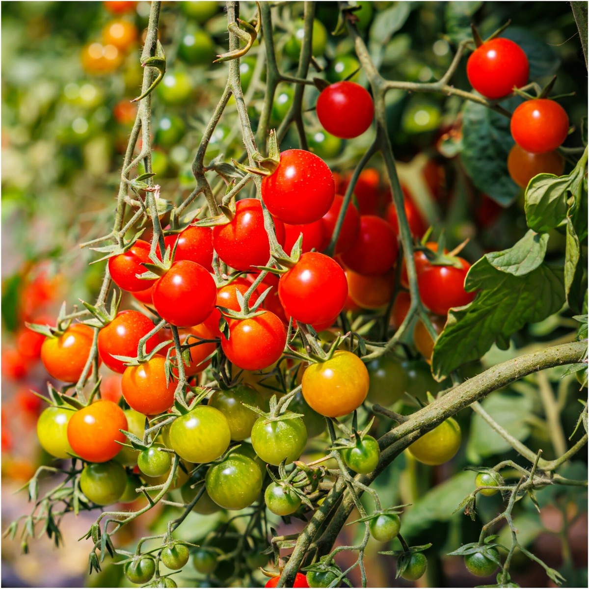 Cherry Tomato Red (Round) – 15 Seeds - MGS1297