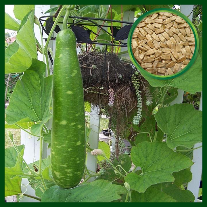 Bottle Gourd F1 Hybrid (Lau) - 10g Seeds