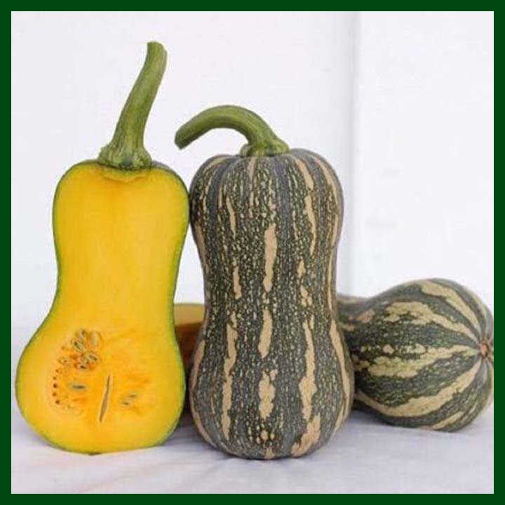 Pumpkin Butternut Dumbbell-sq (2)