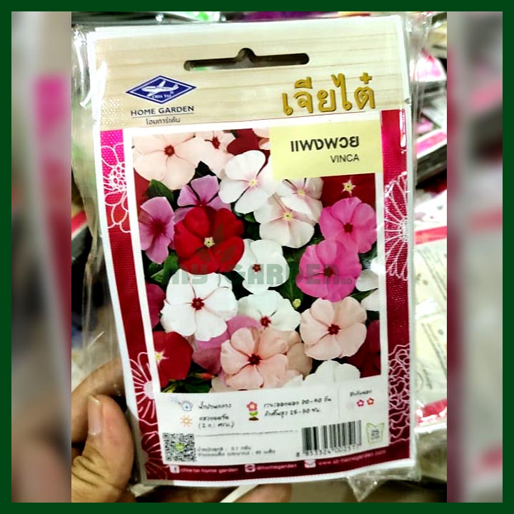 Vinca - 80 seeds - ChiaTai - Thai