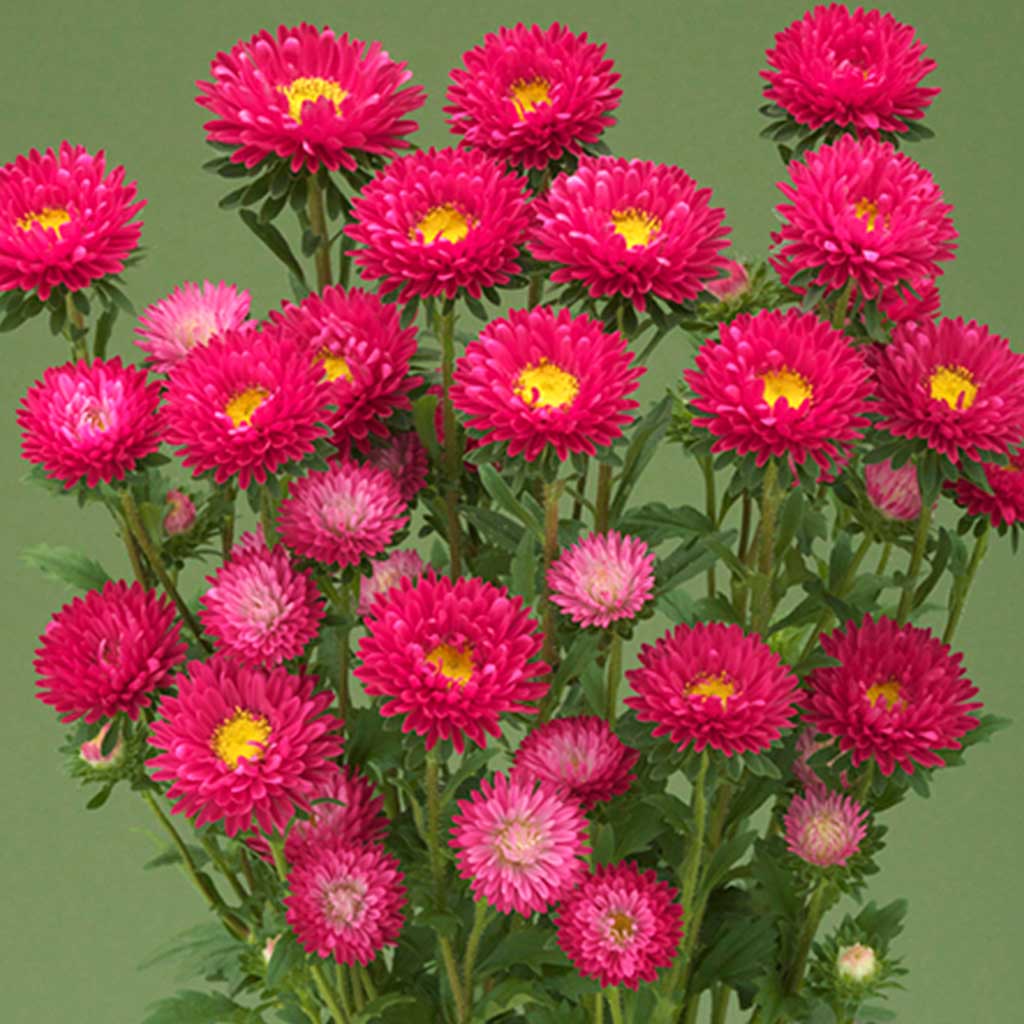 Aster Coral Rose (Fujumi) - 1000 seeds - Takii