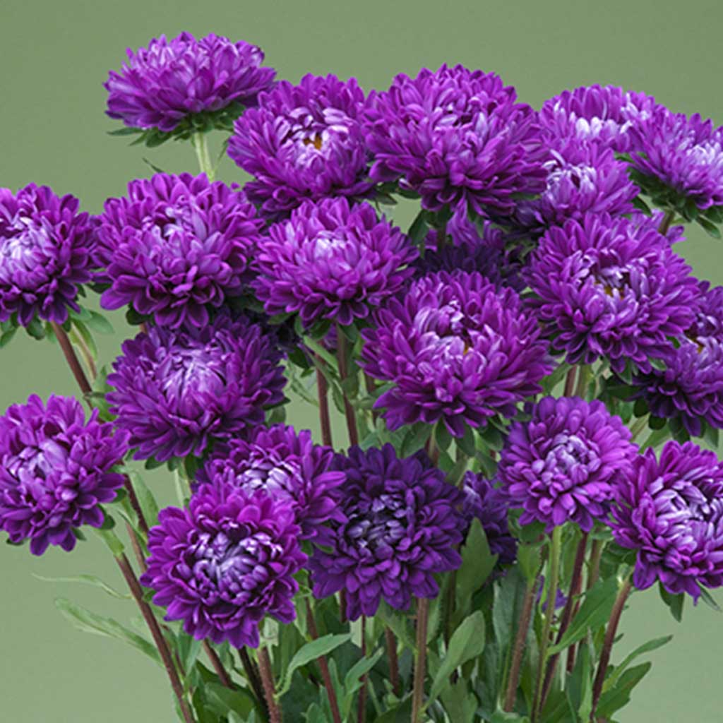 Aster Deep Purple (Optimo) - 1000 seeds - Takii