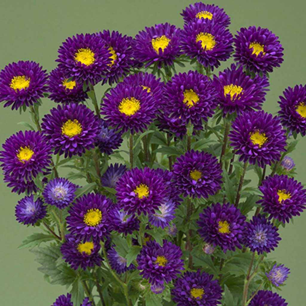 Aster Purple (Fujumi) - 1000 seeds - Takii