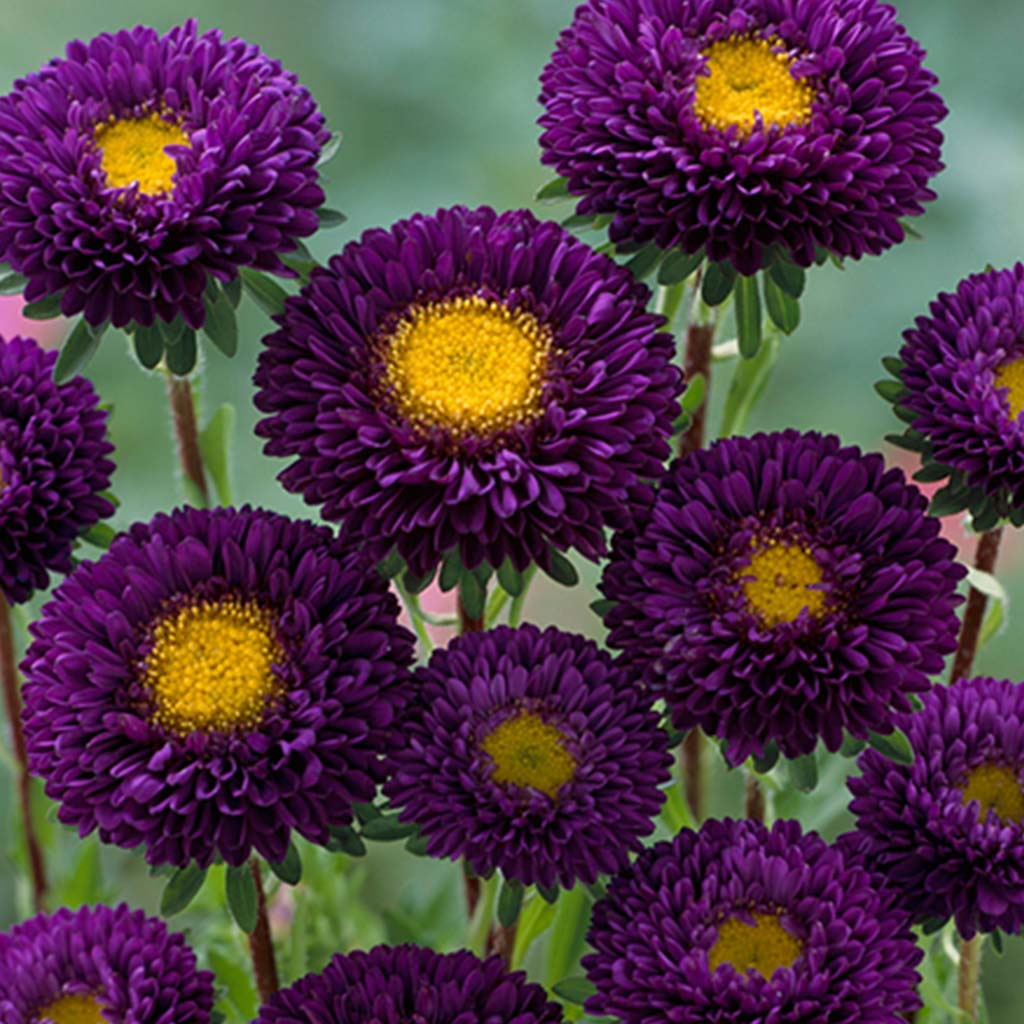 Aster Purple (Kurenai) - 1000 seeds - Takii