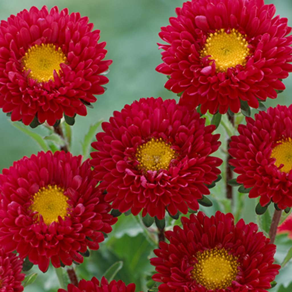 Aster Red (Kurenai) - 1000 seeds - Takii