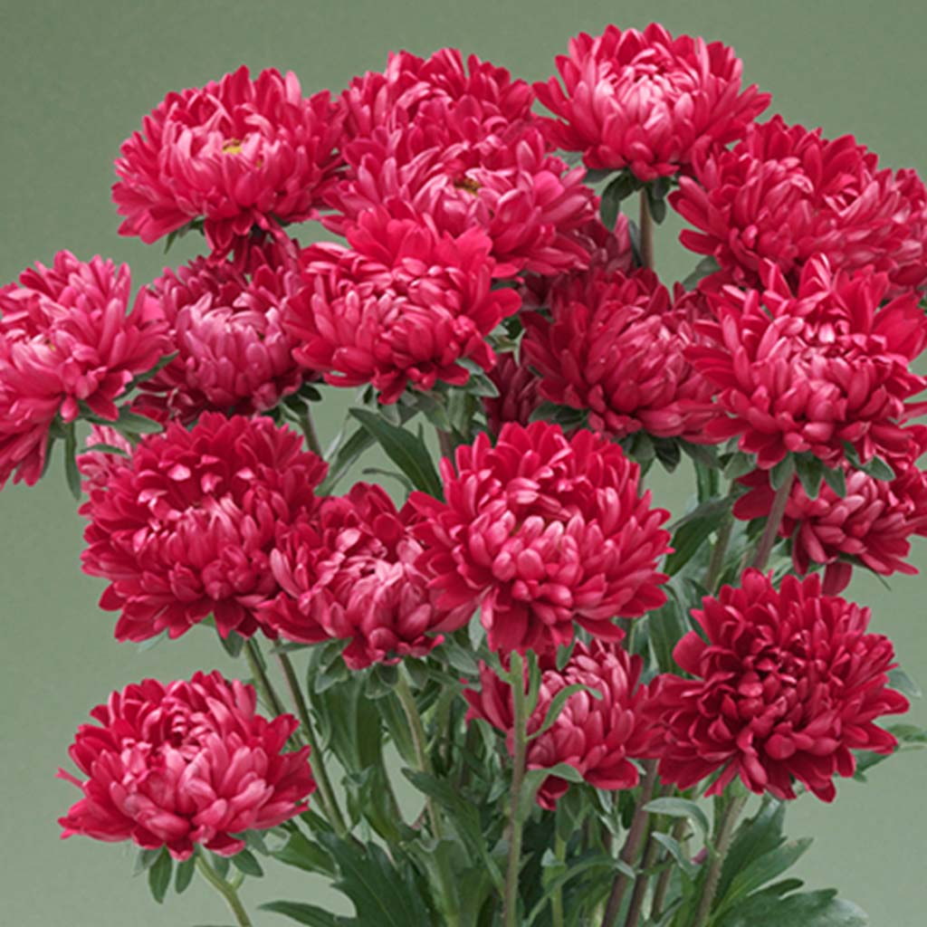 Aster Red (Optimo) - 1000 seeds - Takii