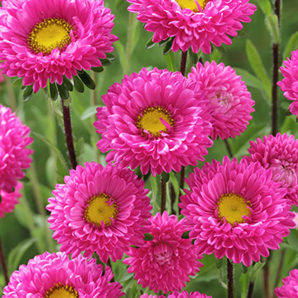 Aster Rose Red (Kurenai) - 1000 seeds - Takii