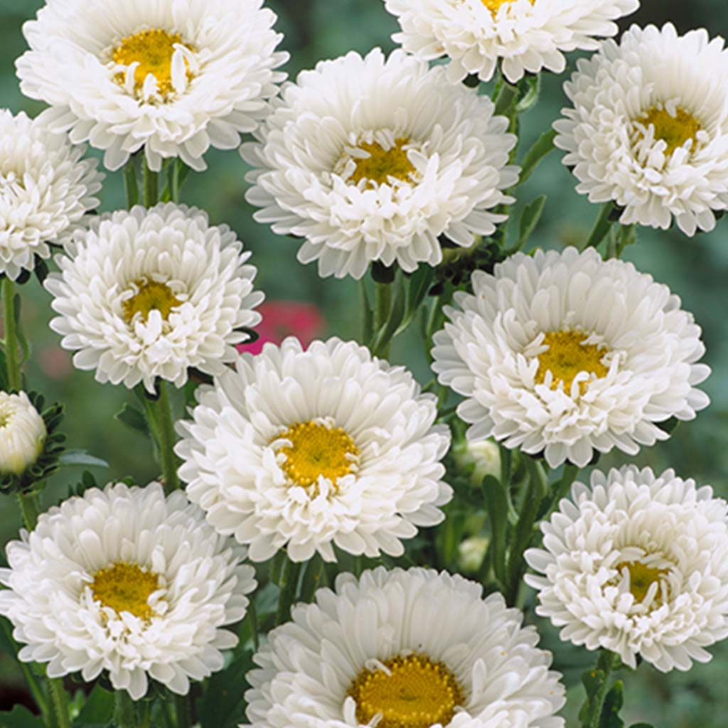 Aster White (Kurenai) - 1000 seeds - Takii