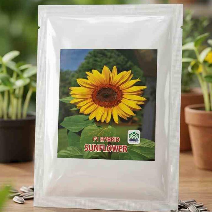 Sunflower F1 Hybrid - 100 gram seeds