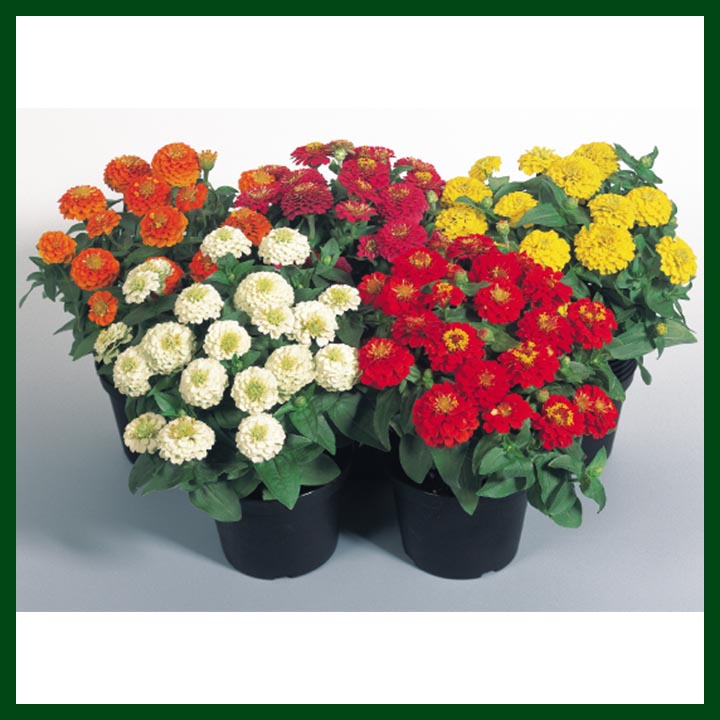 Zinnia Elegans Zinnita Mix - 1000 seeds - Benary